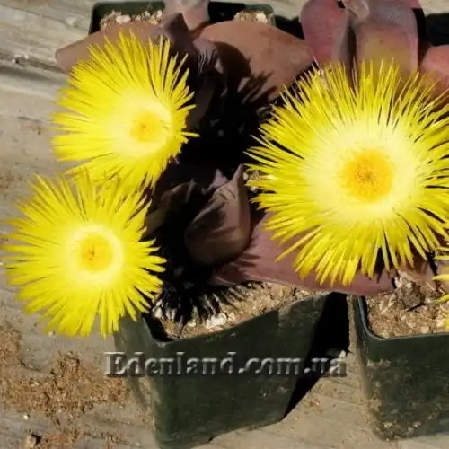 Изображение Хейридопсис своеобразный - Cheiridopsis peculiaris