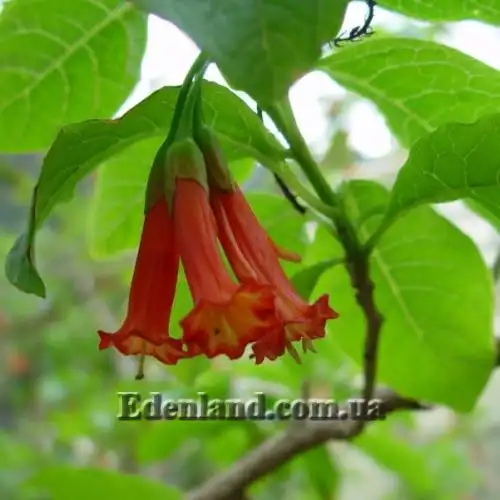 Изображение Иохрома фуксиевидная - Iochroma fuchsioides 