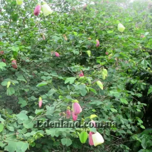 Изображение Баухиния войлочная - Bauhinia tomentosa