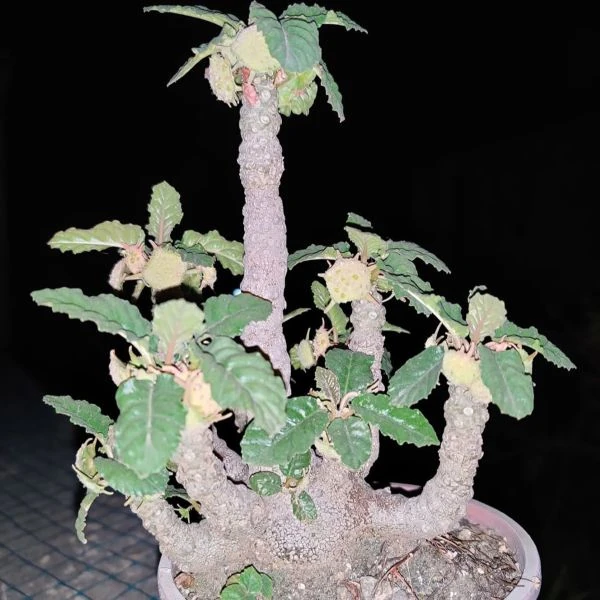 Зображення Дорстенія смердюча - Dorstenia foetida