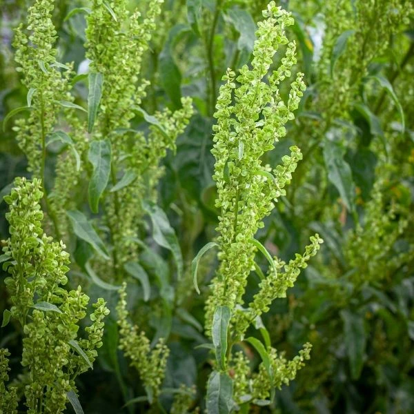 Изображение Атриплекс садовый  - Atriplex hortensis