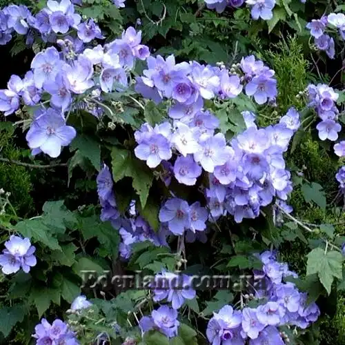 Зображення квітучий кущ