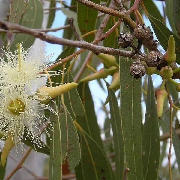 Изображение Эвкалипт лимонный - Eucalyptus citriodora