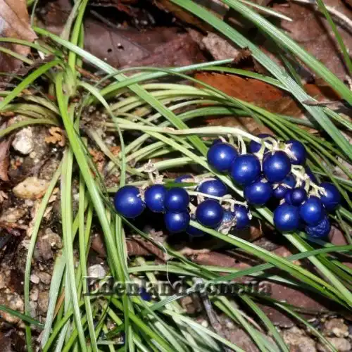 Изображение Офиопогон японский - Ophiopogon japonicus