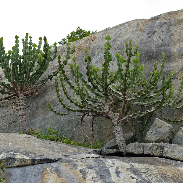 Молочай Купера - Euphorbia cooperi — дорослі рослини