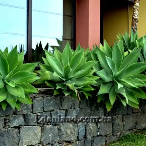Изображение Агава оттянутая подвид оттянутая - Agave attenuata subsp. attenuate
