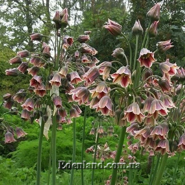 Зображення цвітіння