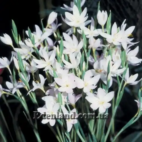 Изображение Схизостилис шарлаховый - Schizostylis coccinea