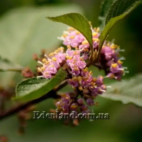 Изображение Каликарпа Бодинье - Callicarpa bodinieri