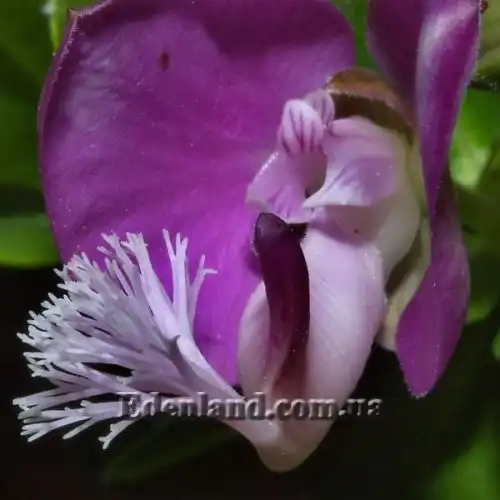 Зображення Істод миртолистий - Polygala myrtifolia