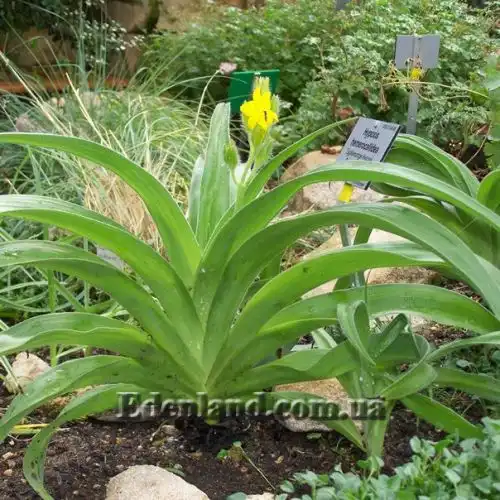 Изображение Гипоксис гемерокаллисовидный - Hypoxis hemerocallidea