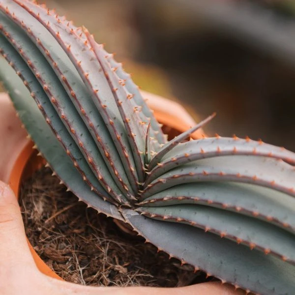 Алое надлистяне - Aloe suprafoliata