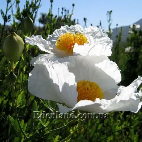 Изображение Ромнея Культера - Romneya coulteri