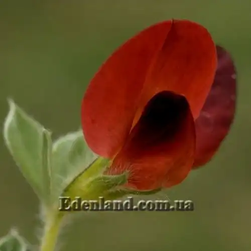 Изображение Четырехкрыльник пурпурный - Tetragonolobus purpureus