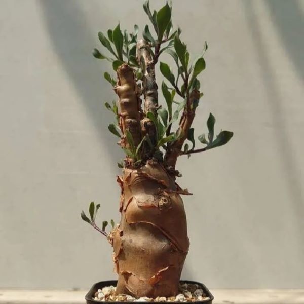 Зображення Отонна дуболиста - Othonna quercifolia