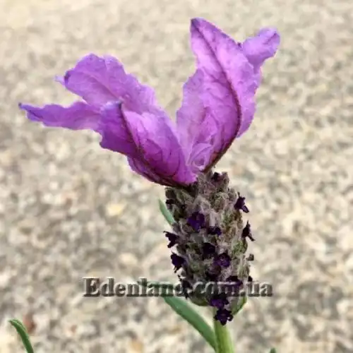 Изображение Лаванда черешчатая - Lavandula pedunculata