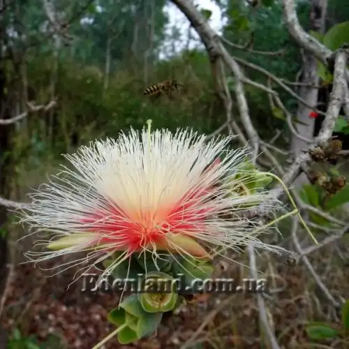 Изображение Карея древесная - Careya arborea