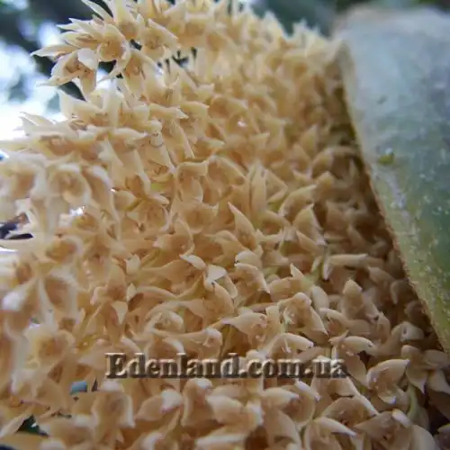 Зображення Фінік Робелена - Phoenix roebelenii