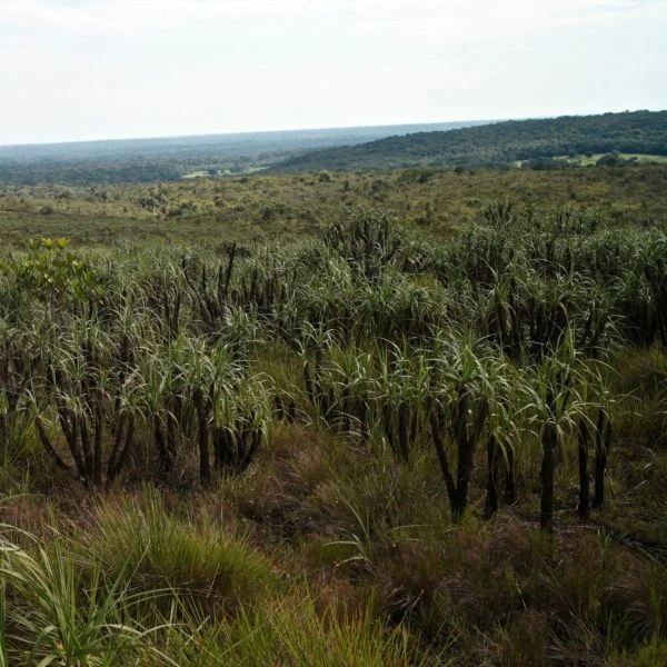 Зображення Велозія трубчаста - Vellozia tubiflora