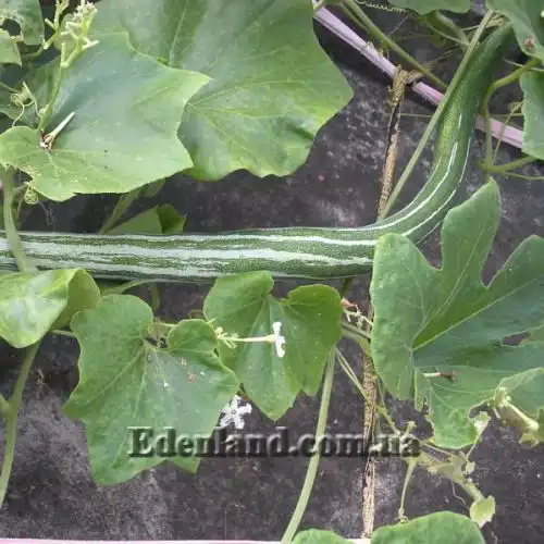 Изображение Трихозант, змеевидный огурец - Trichosanthes cucumerina