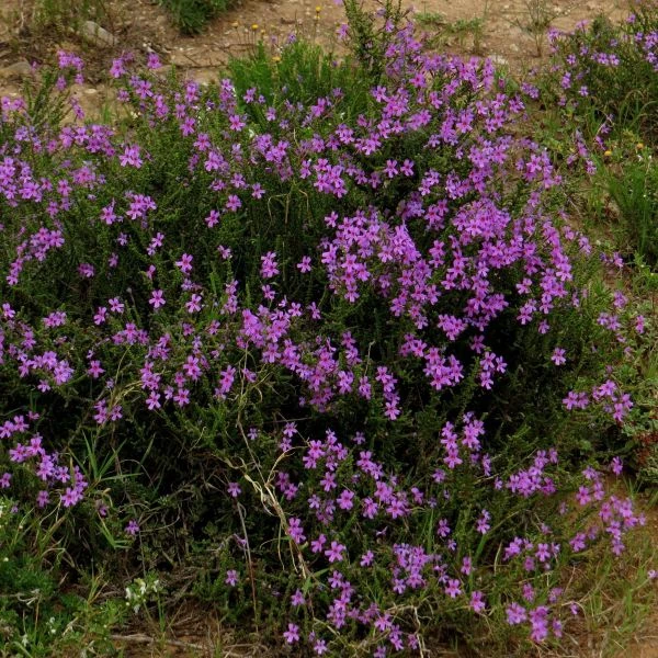 Изображение Джеймсбриттения мелколистная - Jamesbrittenia microphylla   