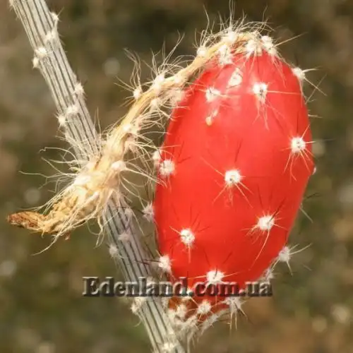 Изображение Пениоцереус полосатый - Peniocereus striatus