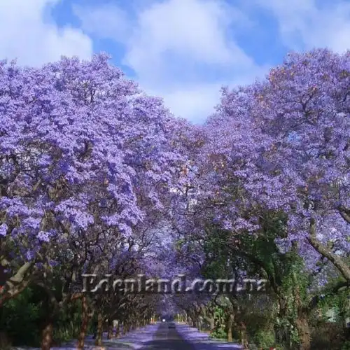 Изображение Жакаранда мимозолистная - Jacaranda mimosifolia