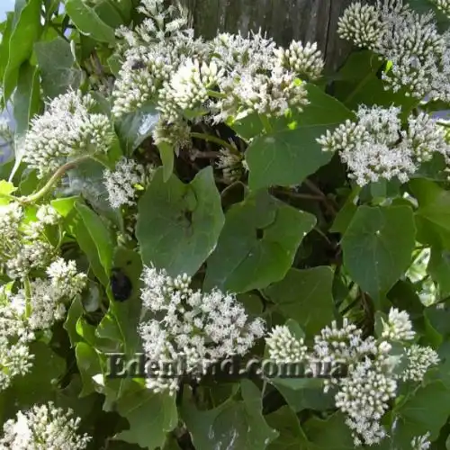 Зображення Міканія Гуако - Mikania guaco 