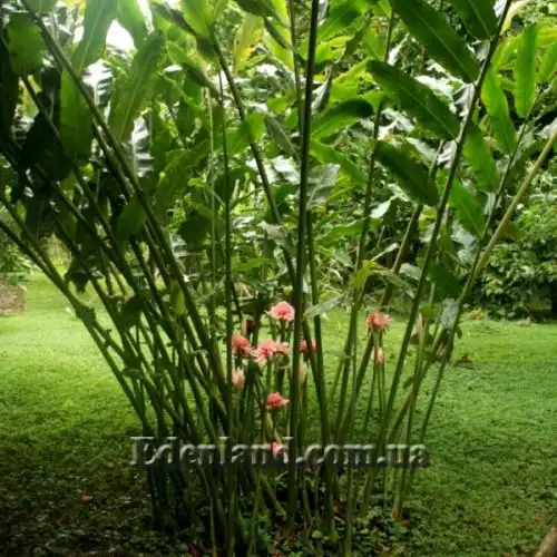 Изображение Этлингера возвышенная (Розовый факел) - Etlingera elatior (Pink Torch)