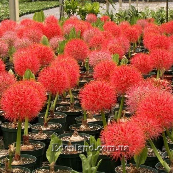 Изображение цветущие растения