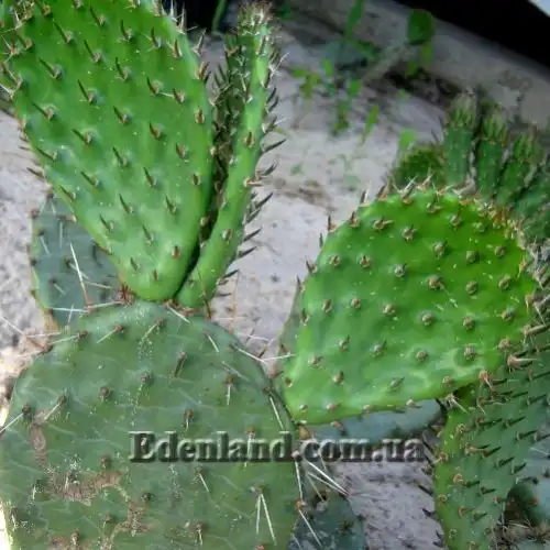 Изображение молодые членики