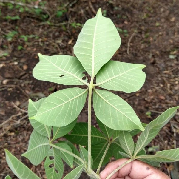 Изображение Хандроантус импетигинозный  - Handroanthus impetiginosa