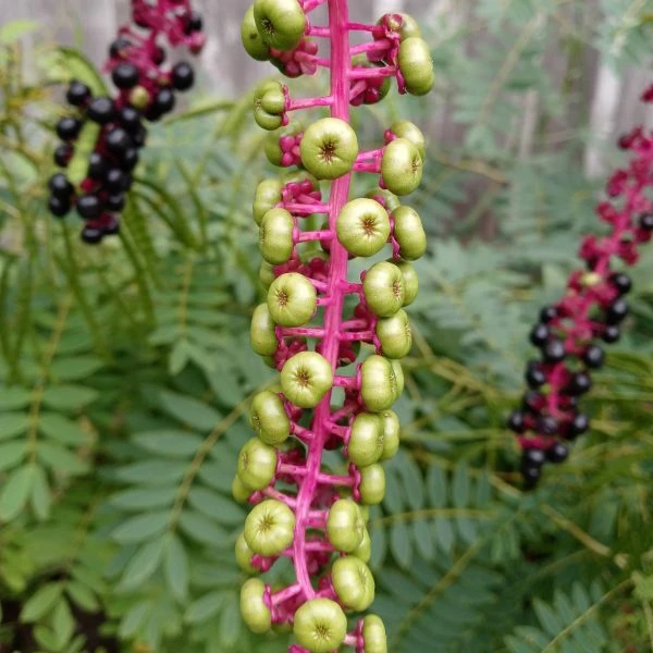 Изображение Фитолакка американская  - Phytolacca americana