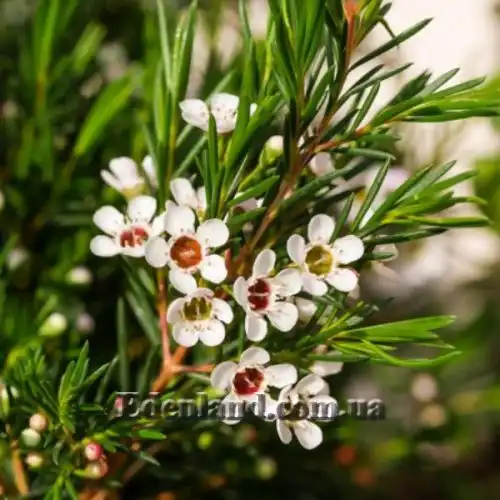 Изображение Хамелауциум крючковатый - Chamelaucium uncinatum