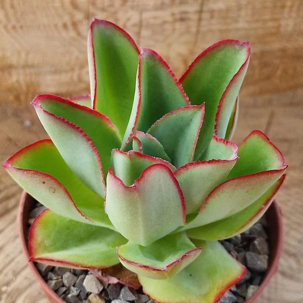 Зображення Ечеверія жорсткувата - Echeveria subrigida 