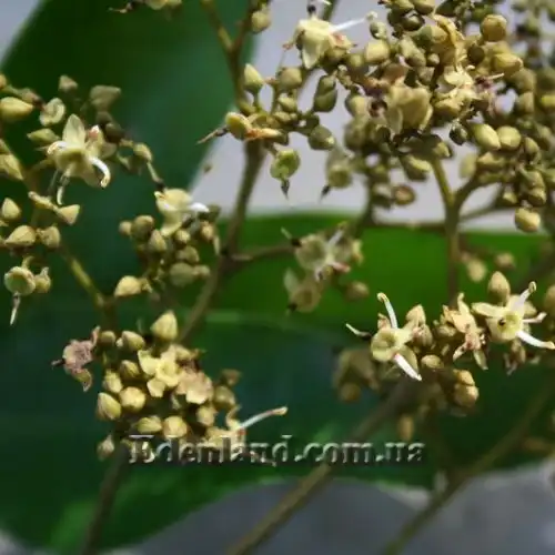 Изображение цветы