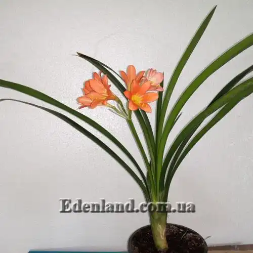 Изображение взрослое цветущее растение