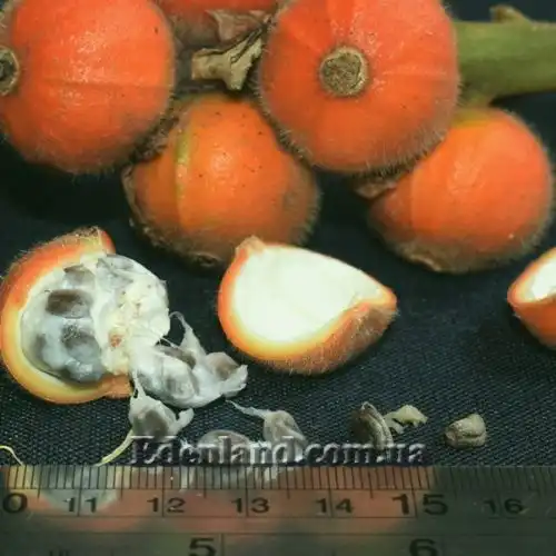 Изображение Альпиния малаккская - Alpinia malaccensis