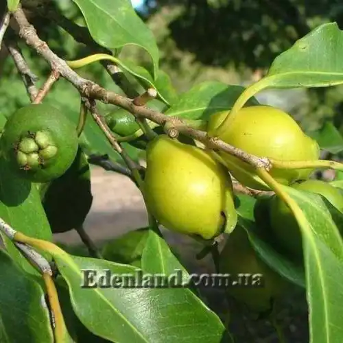 Изображение Псидиум Кэттли блестящий  - Psidium cattleianum lucidum 