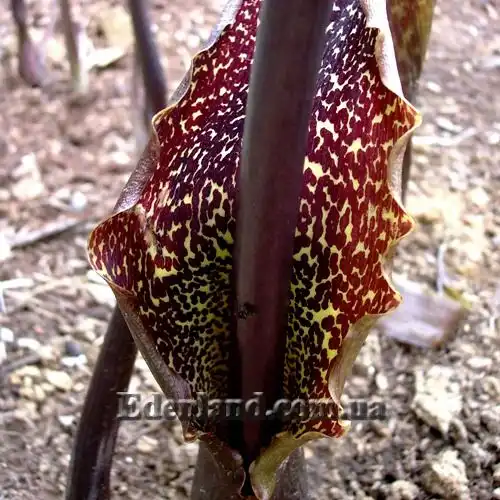 Изображение цветок