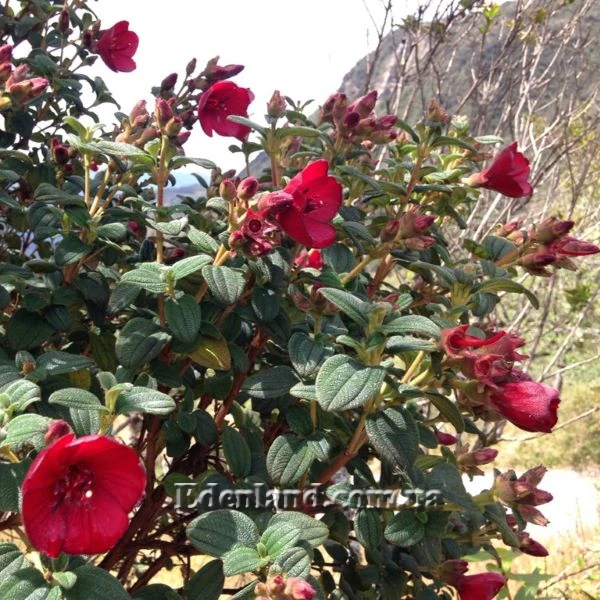 Зображення Тібухіна гросса - Tibouchina grossa