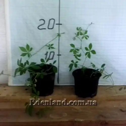 Изображение саженцы в продаже