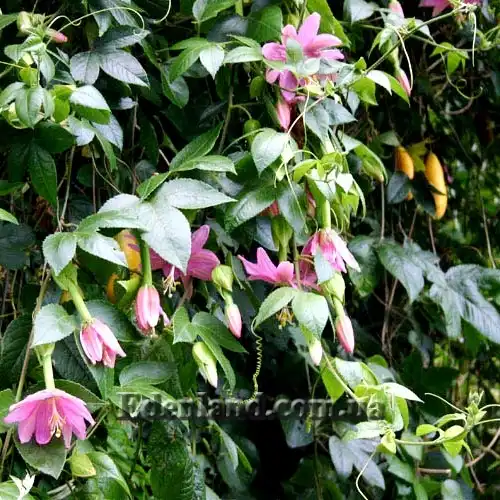 Изображение цветы и плоды