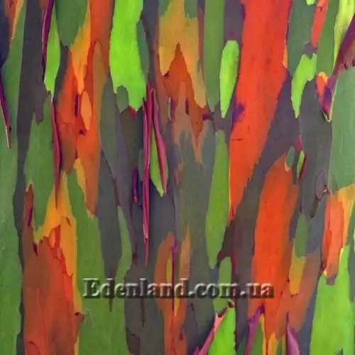 Изображение Эвкалипт радужный - Eucalyptus deglupta