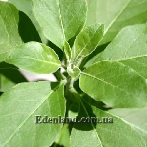 Зображення молодий пагон