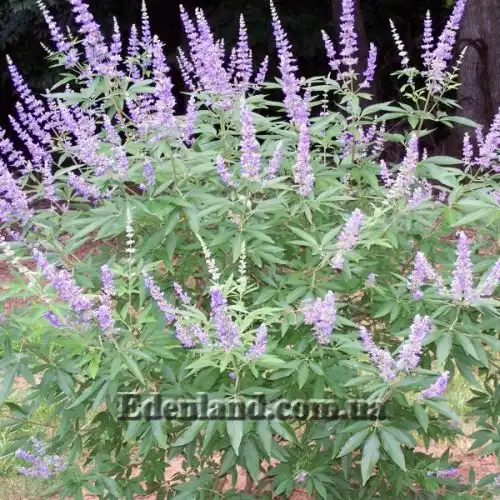 Изображение Витекс священный  - Vitex agnus - castus