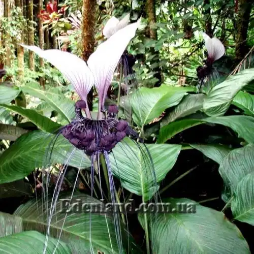 Изображение Такка цельнолистная - Tacca integrifolia 