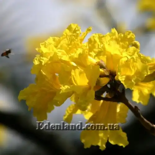 Изображение Табебуя золотистоцветковая - Tabebuia chrysantha