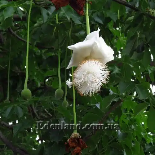 Зображення цветение