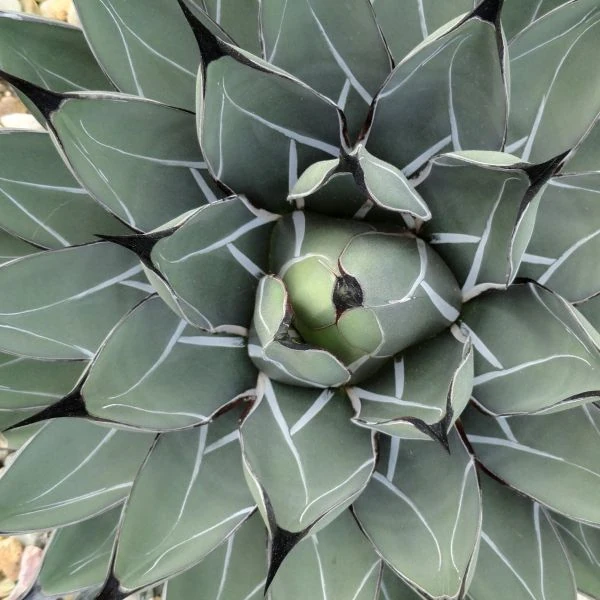 Изображение Агава Никельс  - Agave nickelsiae